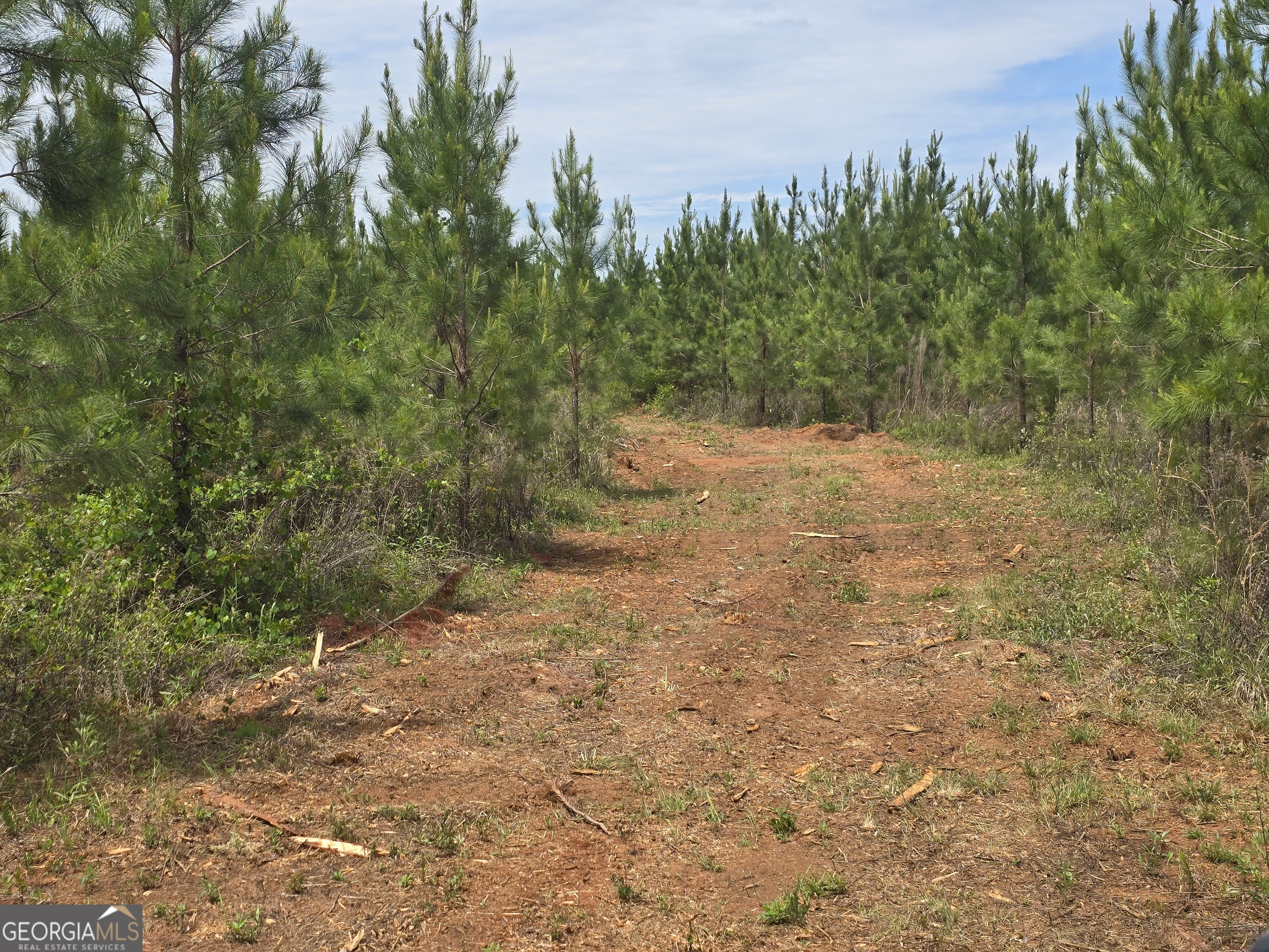 a view of a yard with a tree