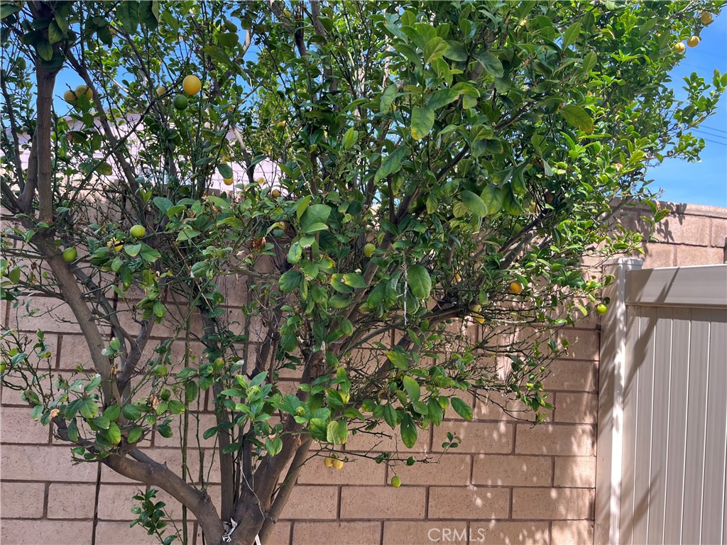736 Tangelo Way Fullerton, CA 92832 - Photo 34 of 36 a backyard of a house with lots of green space