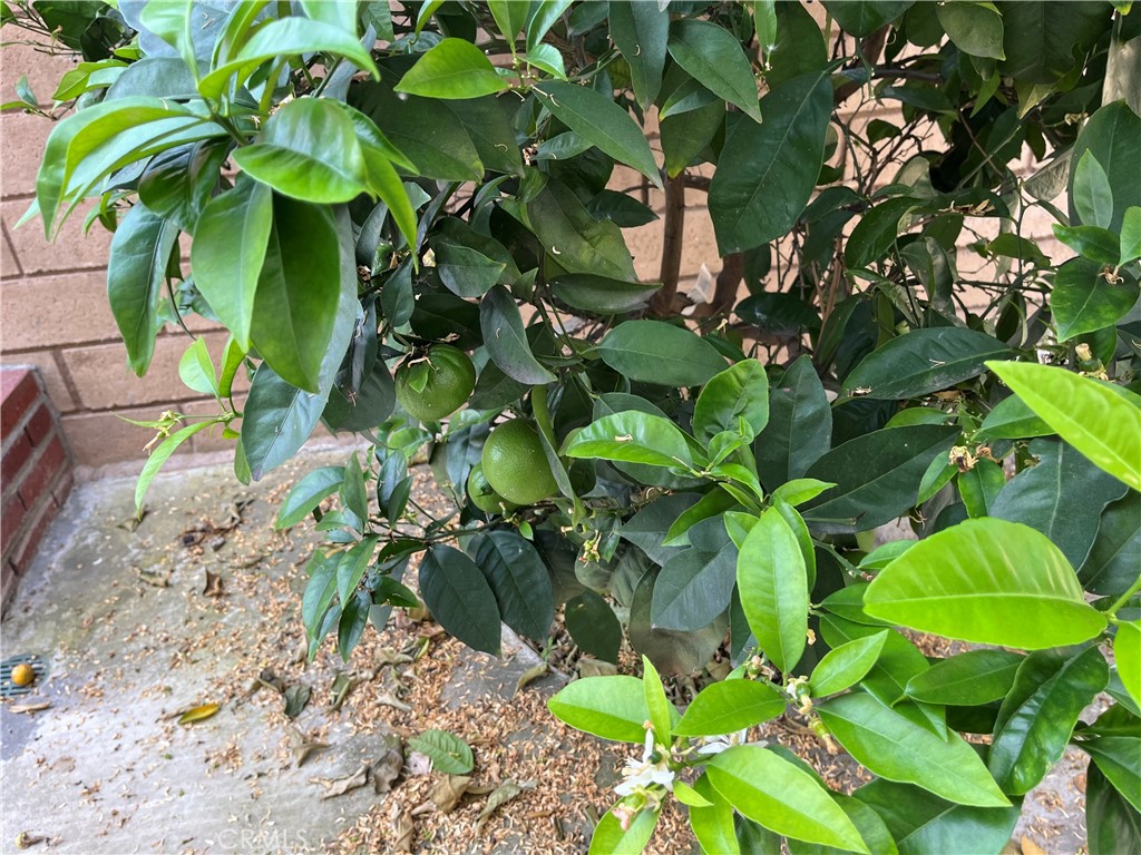 736 Tangelo Way Fullerton, CA 92832 - Photo 35 of 36 a plant with a plant