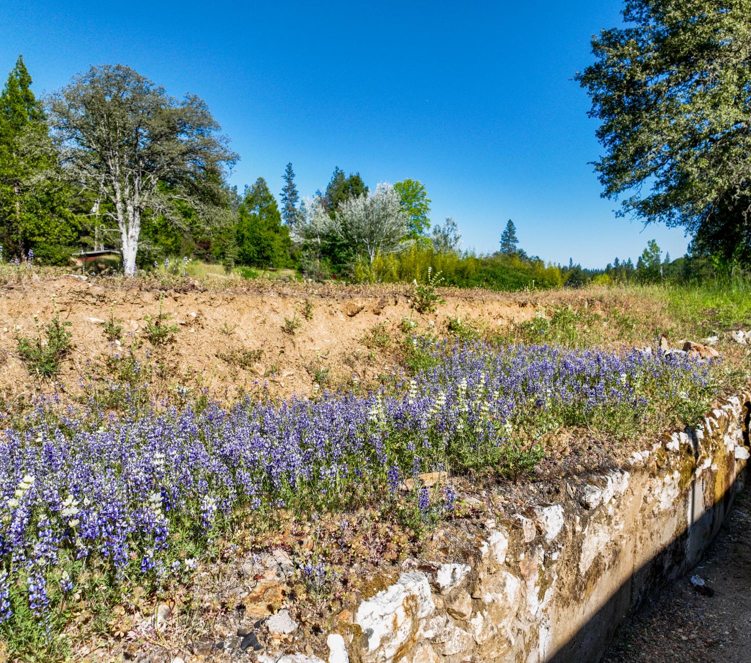 13351 Newtown Road Nevada City, CA 95959 - Photo 28 of 50 a view of a yard with a tree