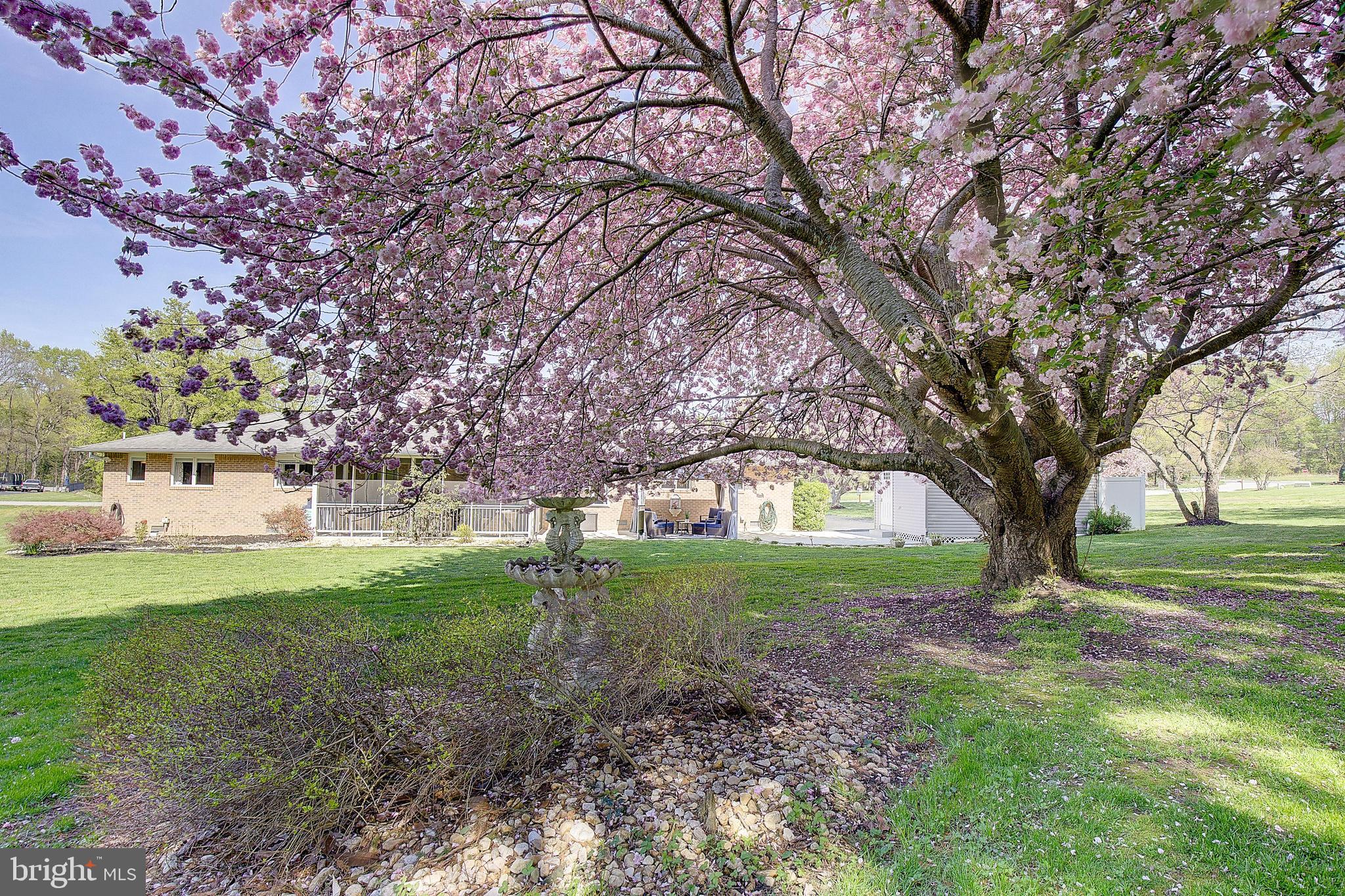 3050 Hickory Ridge Road Dunkirk, MD 20754 - Photo 54 of 78 a view of a yard with a tree