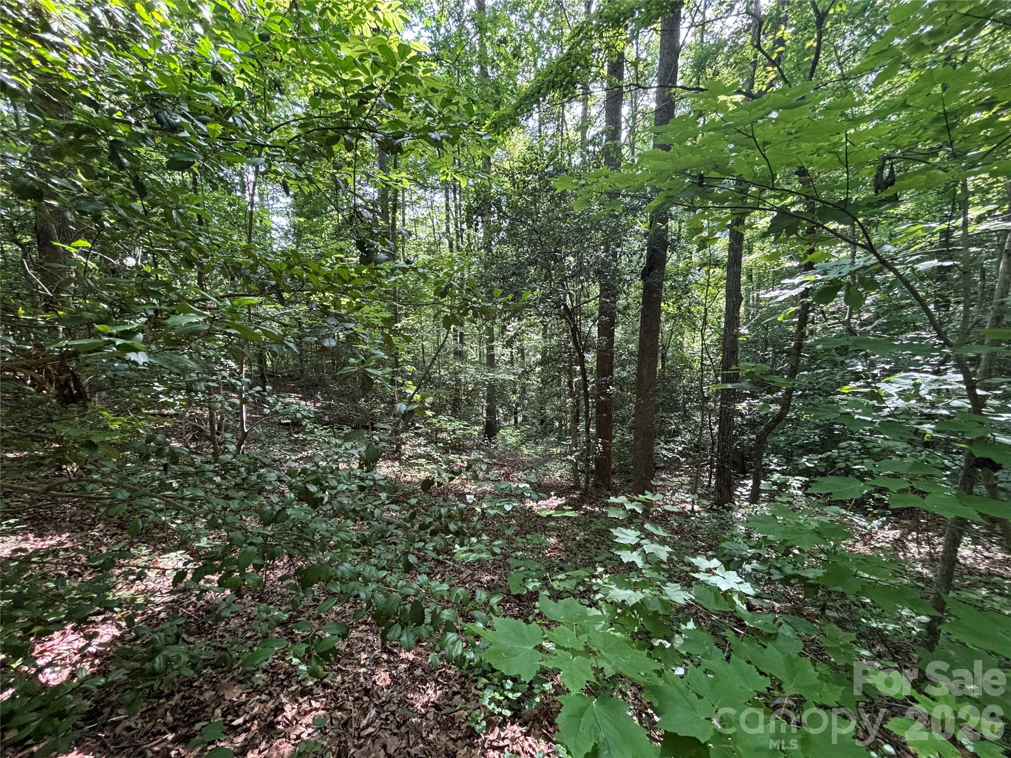 0 Goat Road Catawba, NC 28609 - Photo 6 of 10 a view of a lush green forest