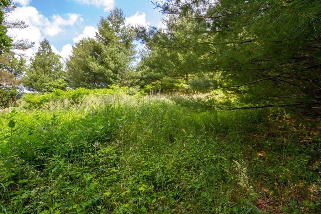Lot 4 Gem Stream Road, Unit 4 Elk Creek, VA 24326 - Photo 8 of 33 Gallery Image 8
