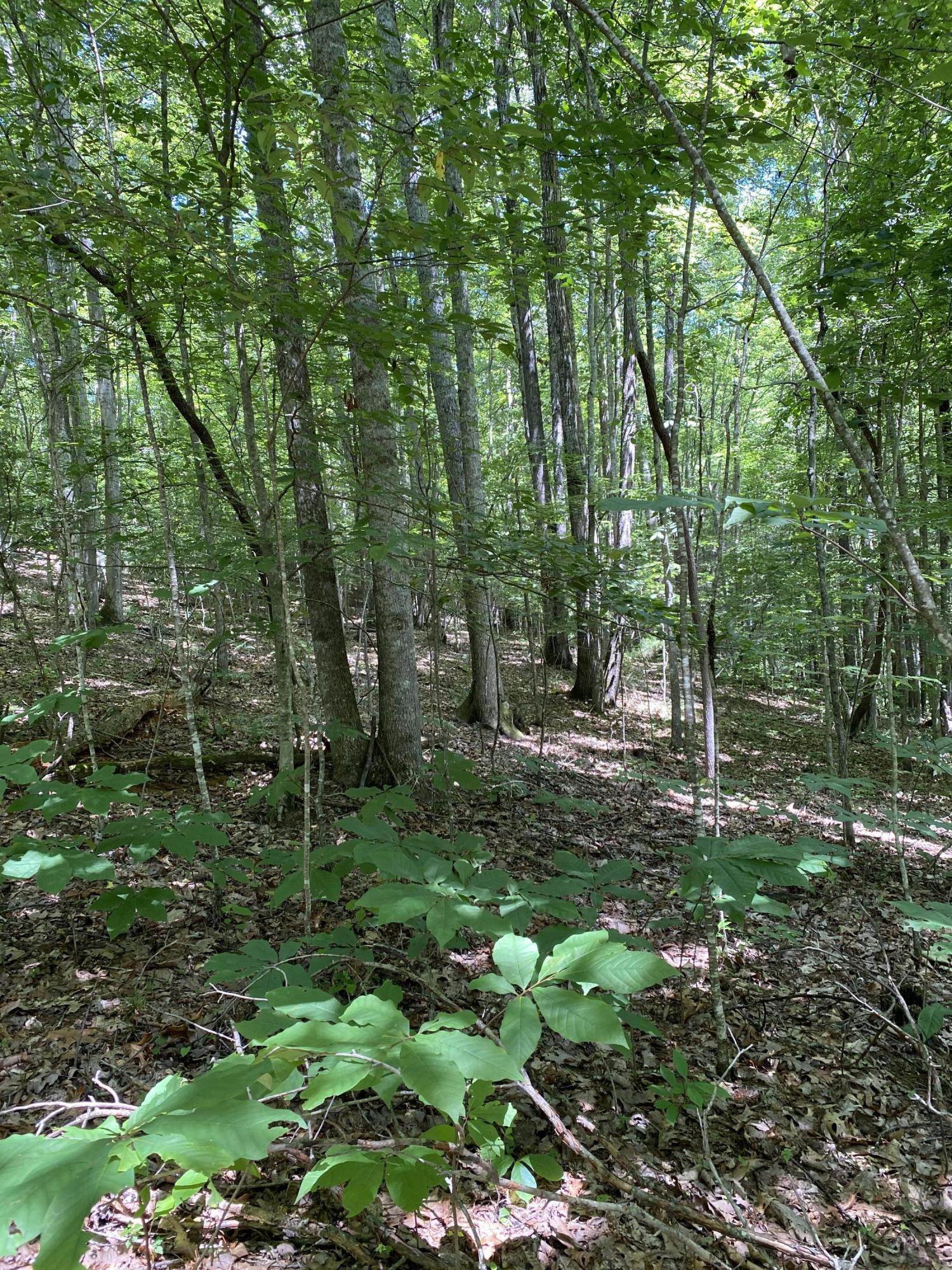 0 Ferguson Cemetery Road Sneedville, TN 37869 - Photo 6 of 17 IMG_8415