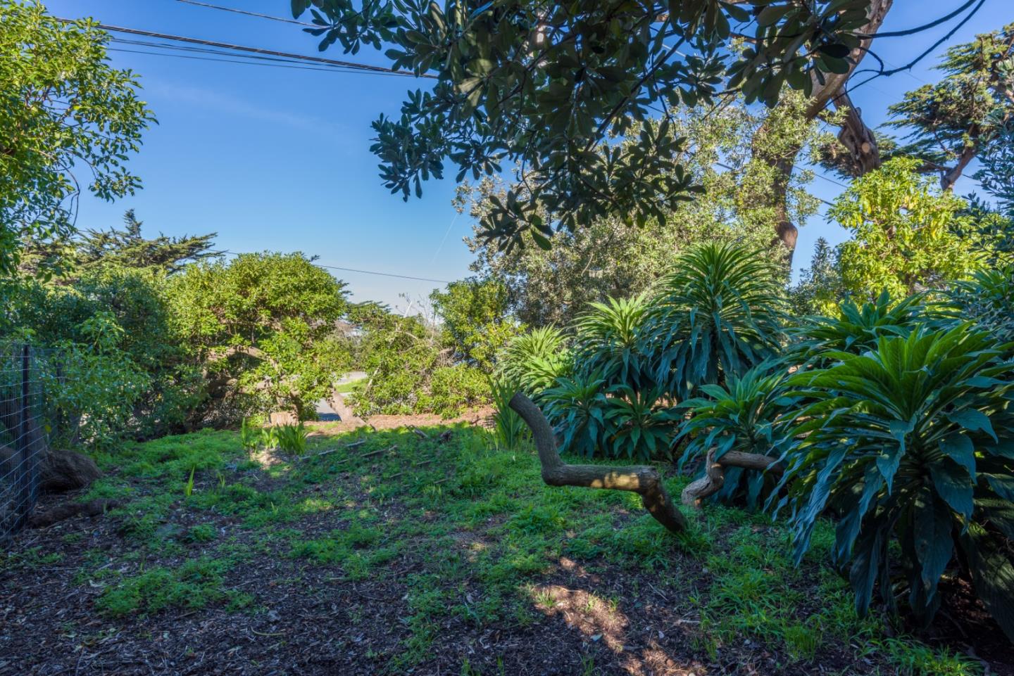 0 Main Montara, CA 94037 - Photo 7 of 12 a view of a plants and trees in a yard