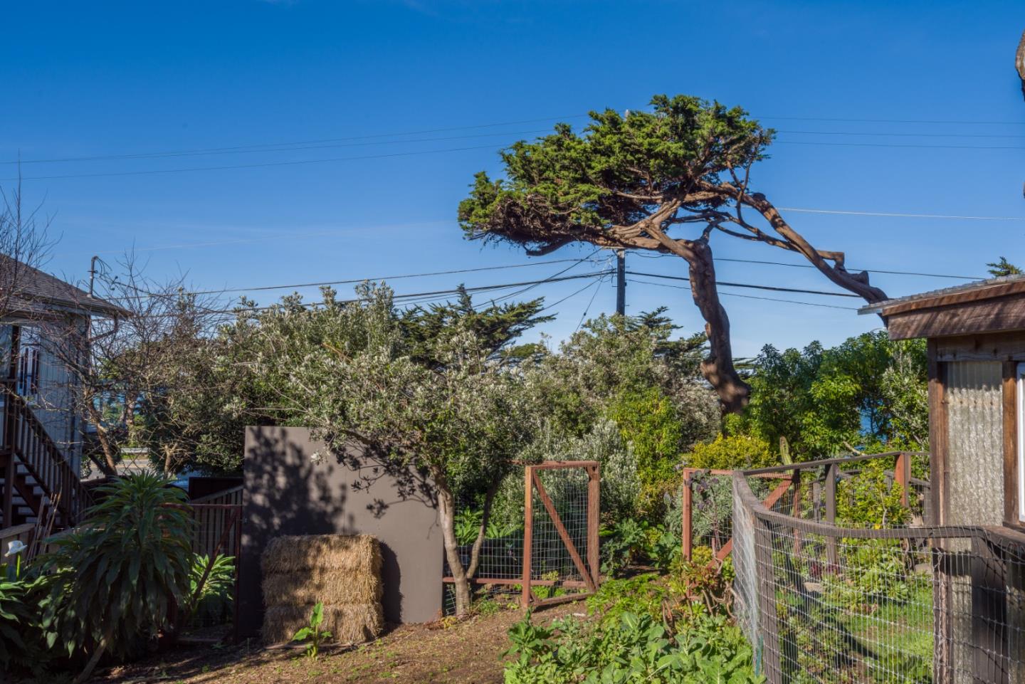0 Main Montara, CA 94037 - Photo 8 of 12 a flower plants in front of a house