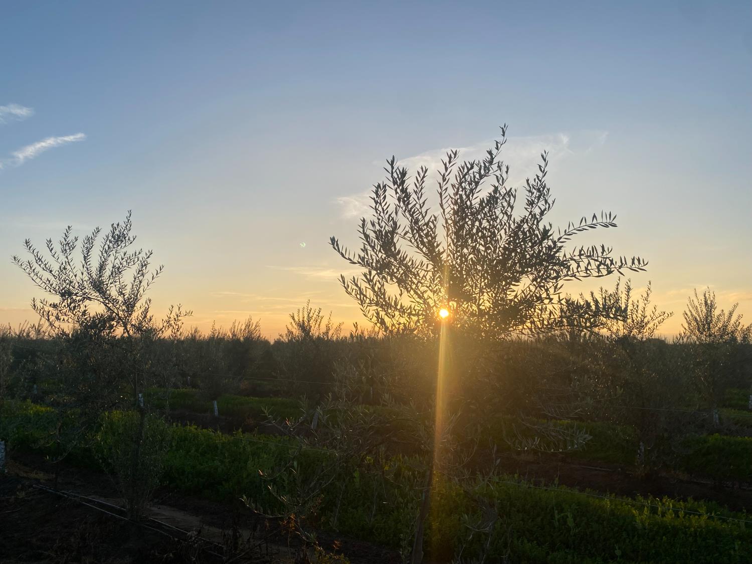 23181 Devries Road Lodi, CA 95242 - Photo 11 of 11 a view of a yard
