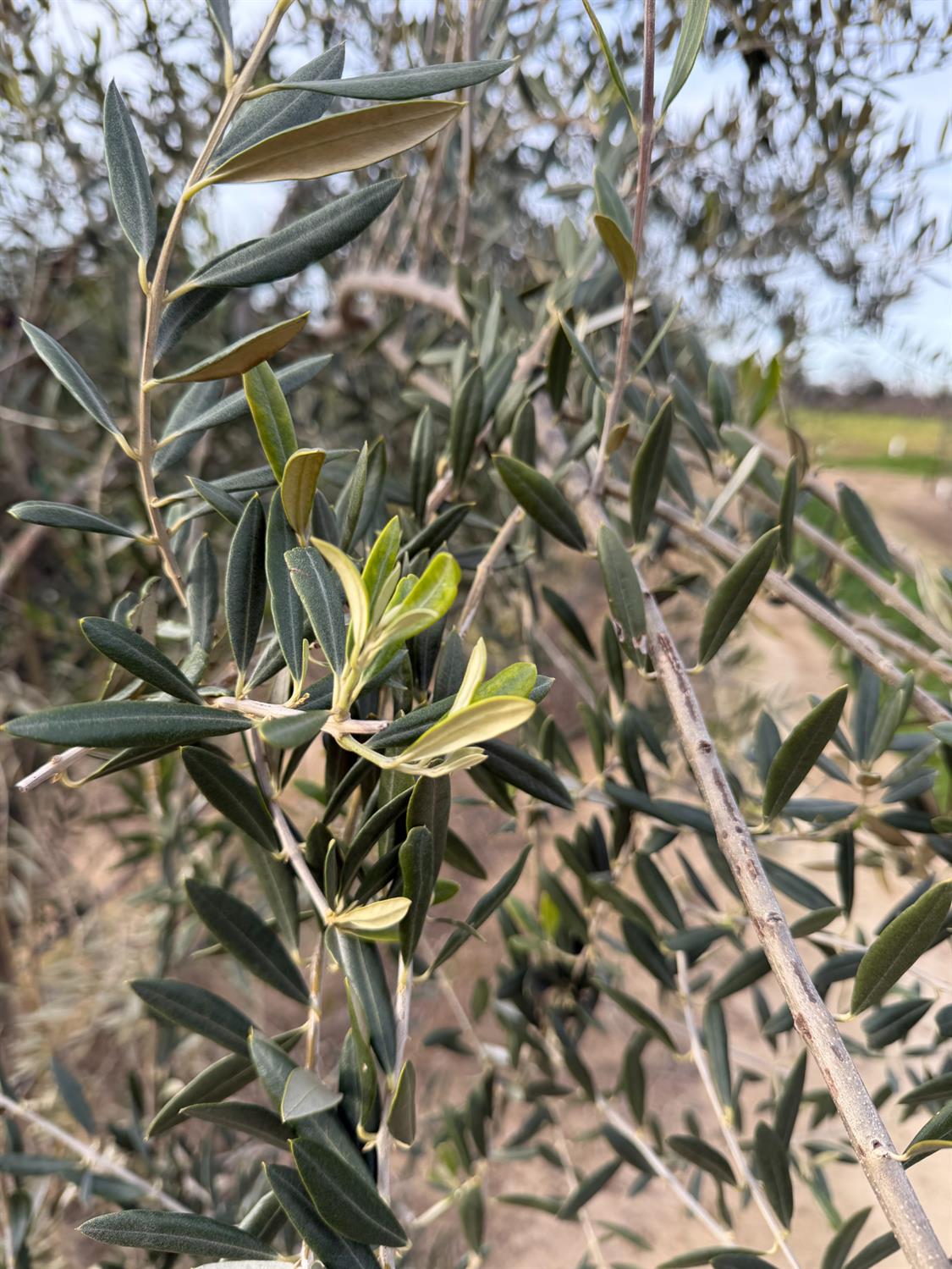 23181 Devries Road Lodi, CA 95242 - Photo 13 of 16 Healthy Olive Trees