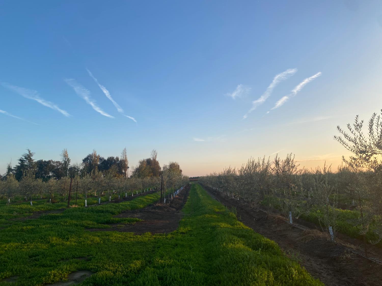 23181 Devries Road Lodi, CA 95242 - Photo 3 of 11 a view of a grassy field with trees in the background