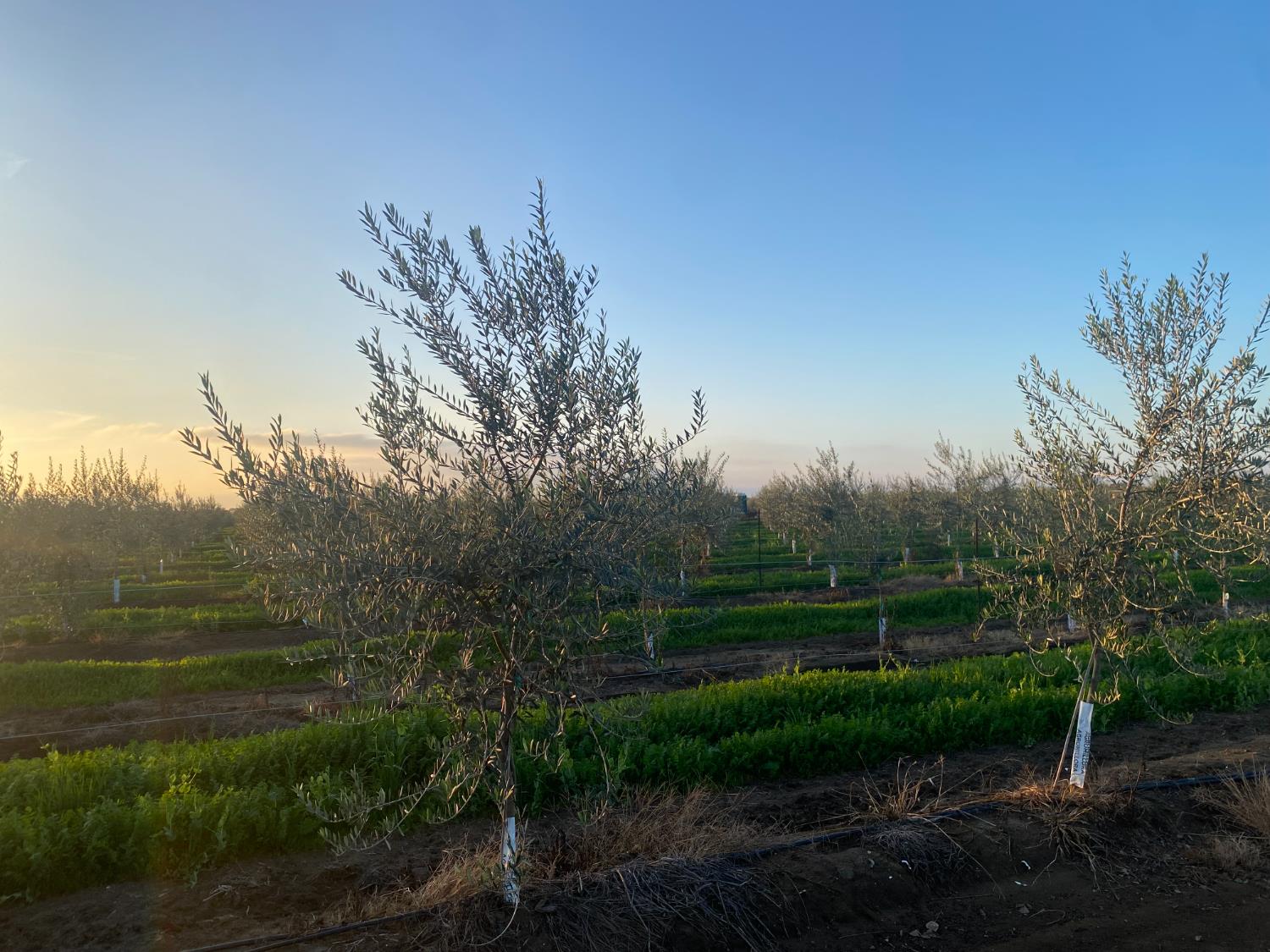 23181 Devries Road Lodi, CA 95242 - Photo 4 of 11 a view of outdoor space and yard