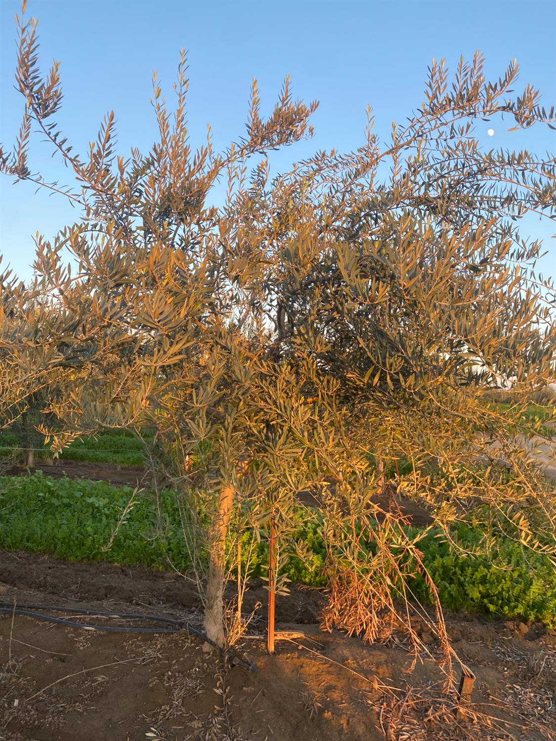 23181 Devries Road Lodi, CA 95242 - Photo 5 of 11 a view of a backyard of the house