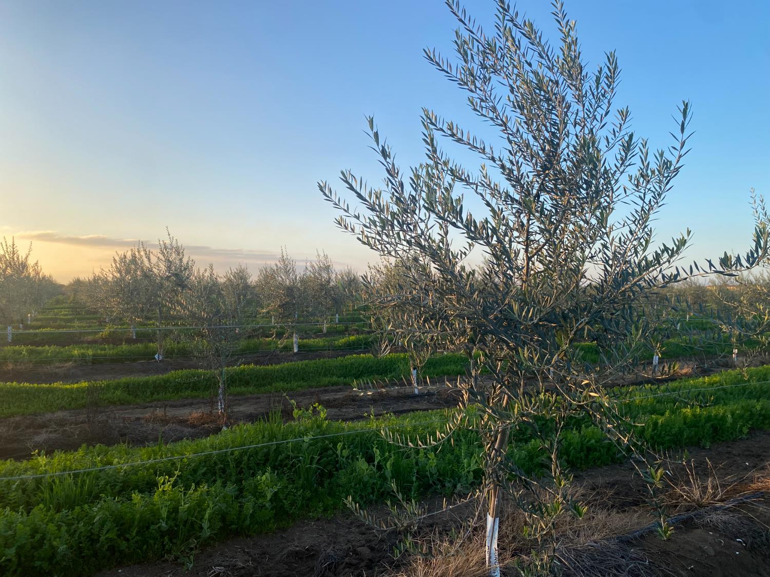 23181 Devries Road Lodi, CA 95242 - Photo 10 of 11 a view of outdoor space and yard