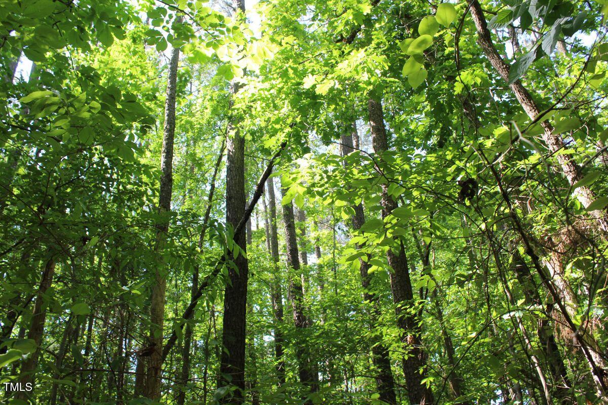 0 Sims Bridge Road Kittrell, NC 27544 - Photo 21 of 28 21