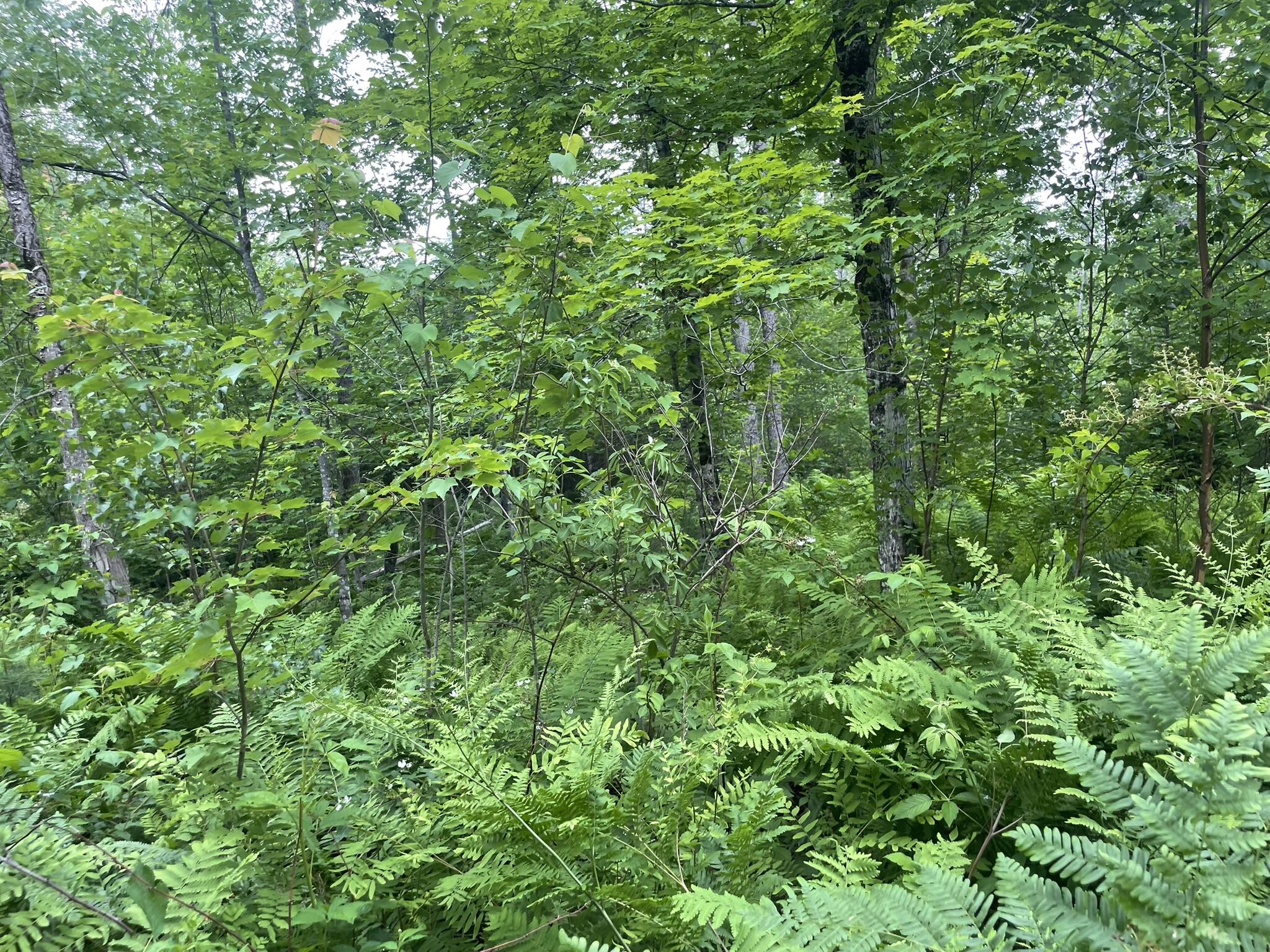 19 Swan Road New Sharon, ME 04955 - Photo 100 of 124 IMG_6303