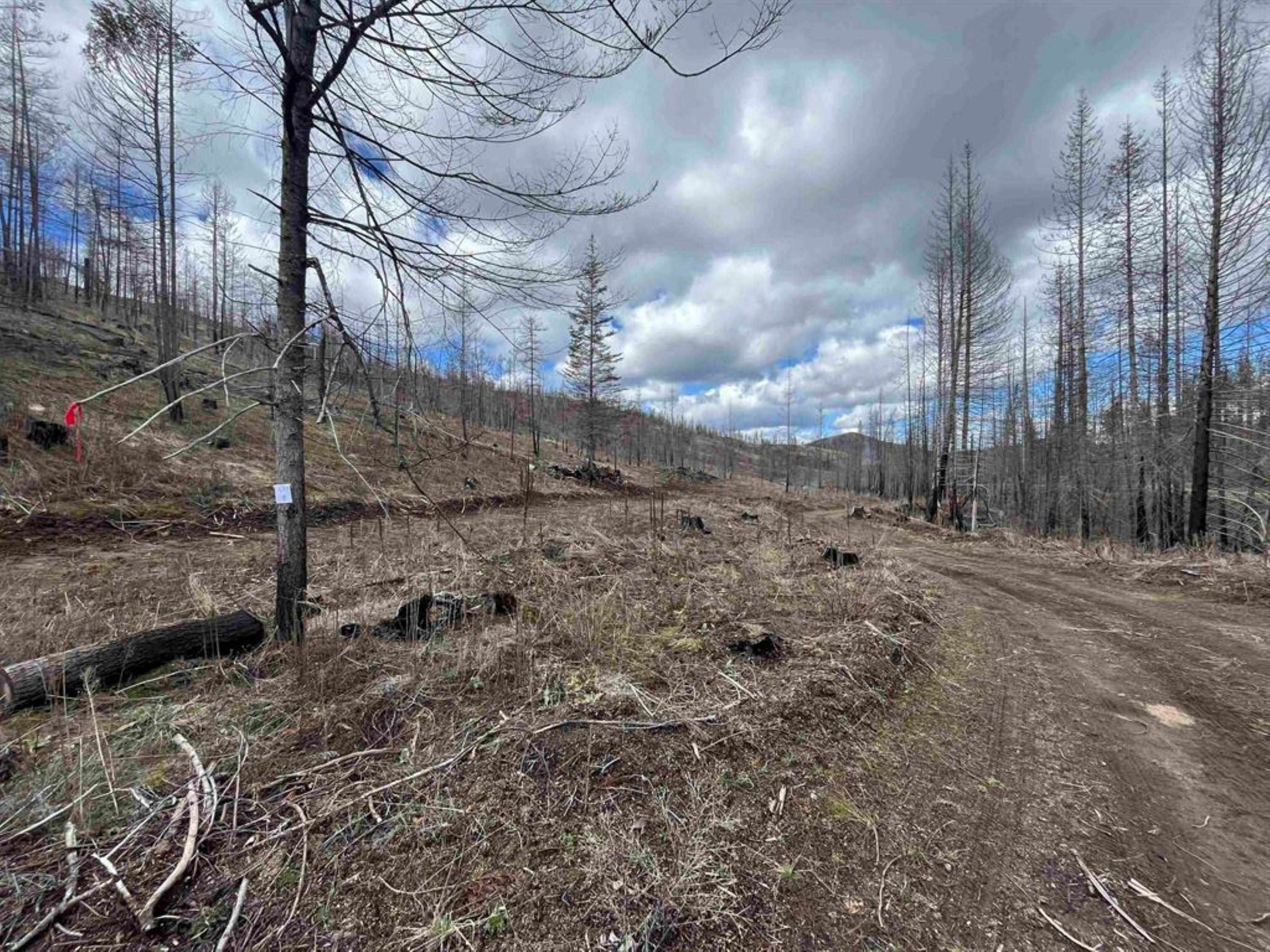 Lot 8 Rail Canyon Road Tumtum, WA 99034 - Photo 4 of 13