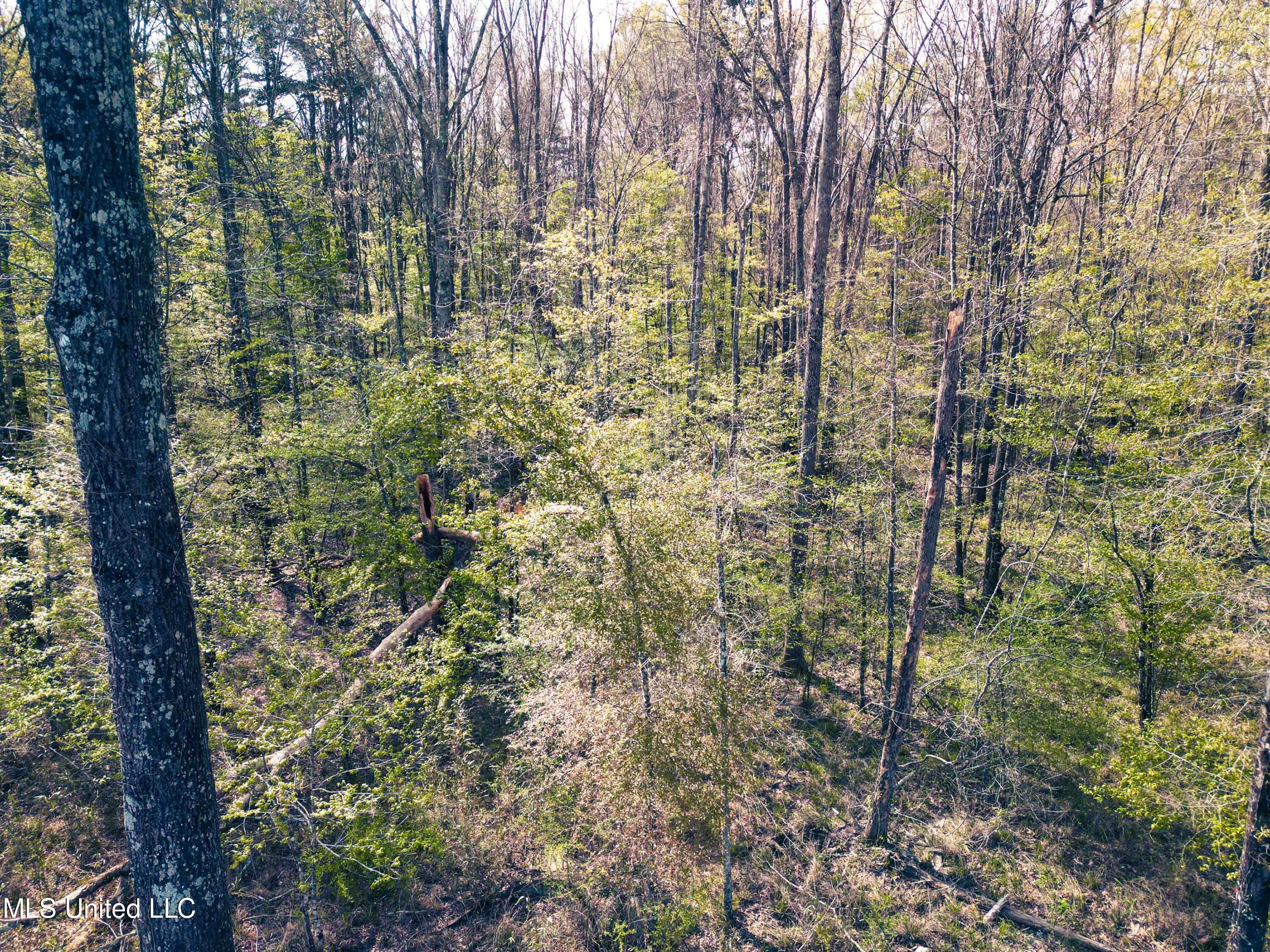 Gabe Holcomb Brandon, MS 39042 - Photo 12 of 19 Gabe_Holcomb_Brandon-10