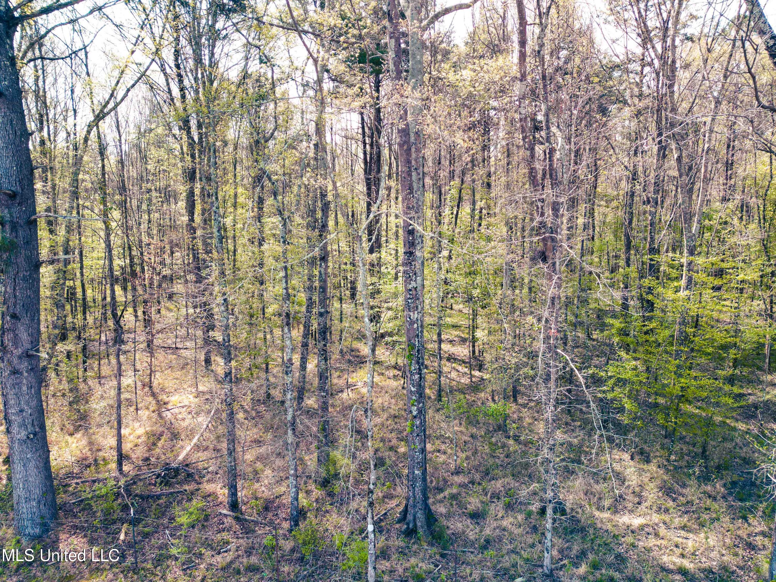 Gabe Holcomb Brandon, MS 39042 - Photo 13 of 19 Gabe_Holcomb_Brandon-11