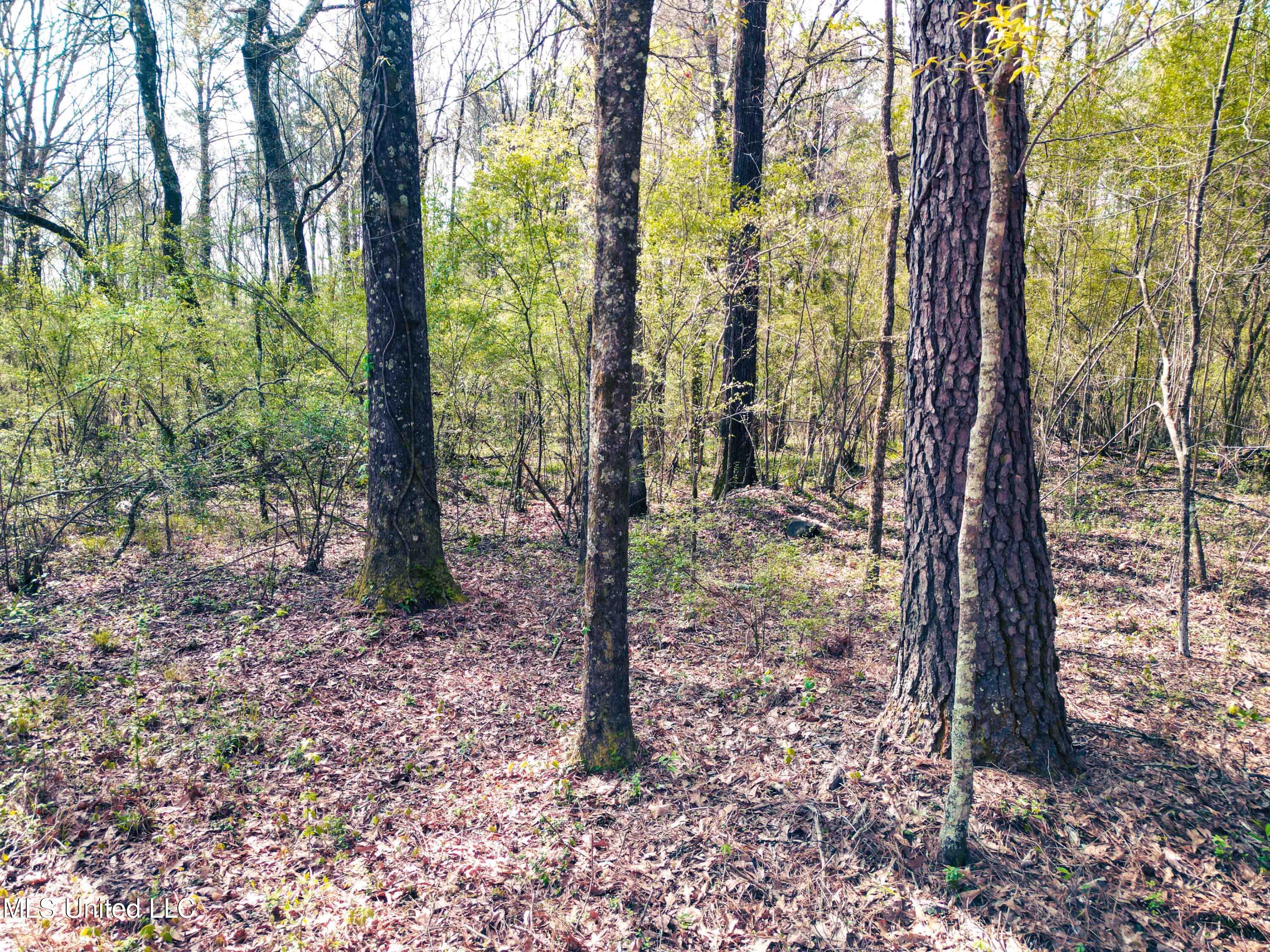 Gabe Holcomb Brandon, MS 39042 - Photo 17 of 19 Gabe_Holcomb_Brandon-15