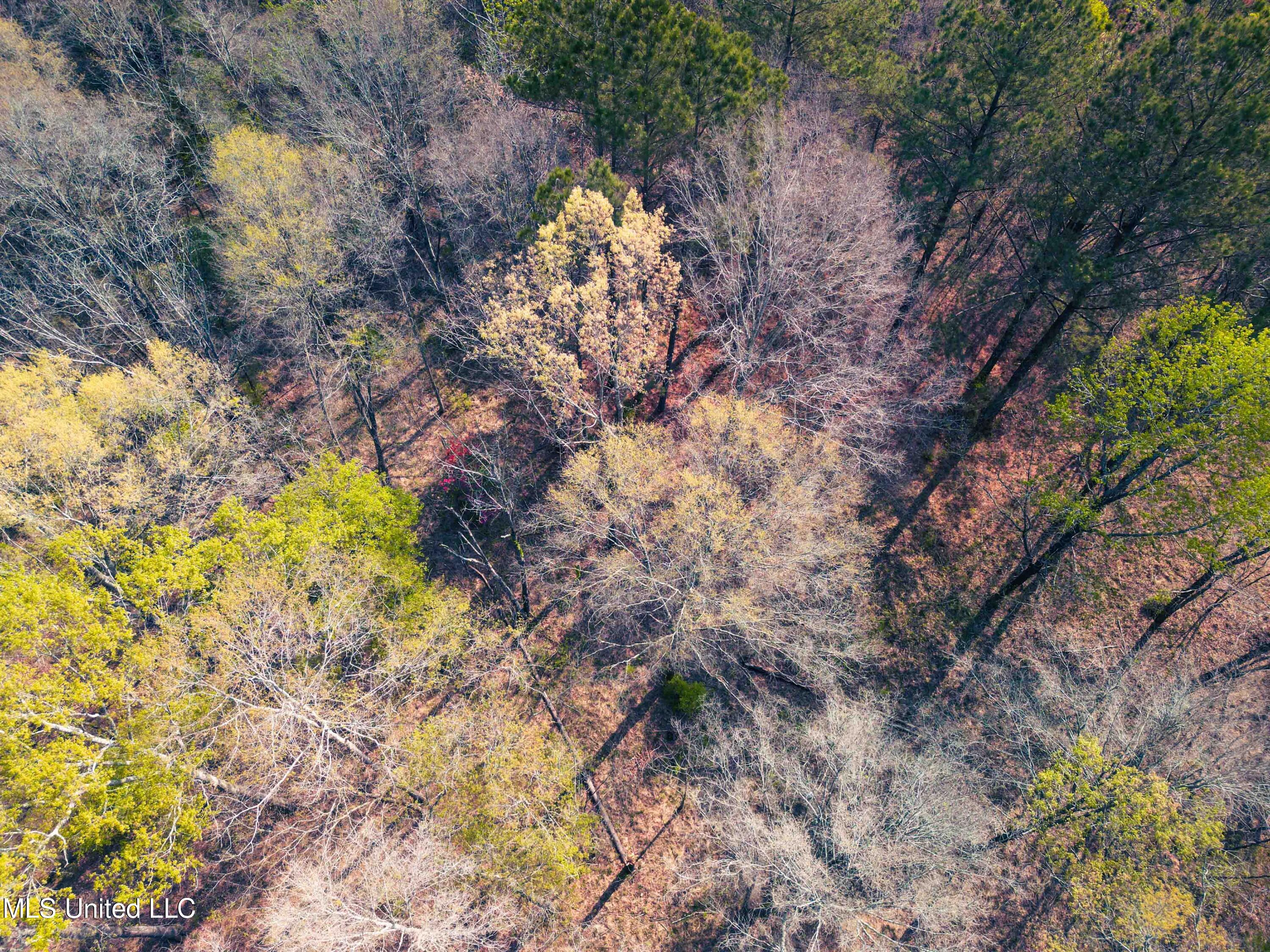 Gabe Holcomb Brandon, MS 39042 - Photo 9 of 19 Gabe_Holcomb_Brandon-7