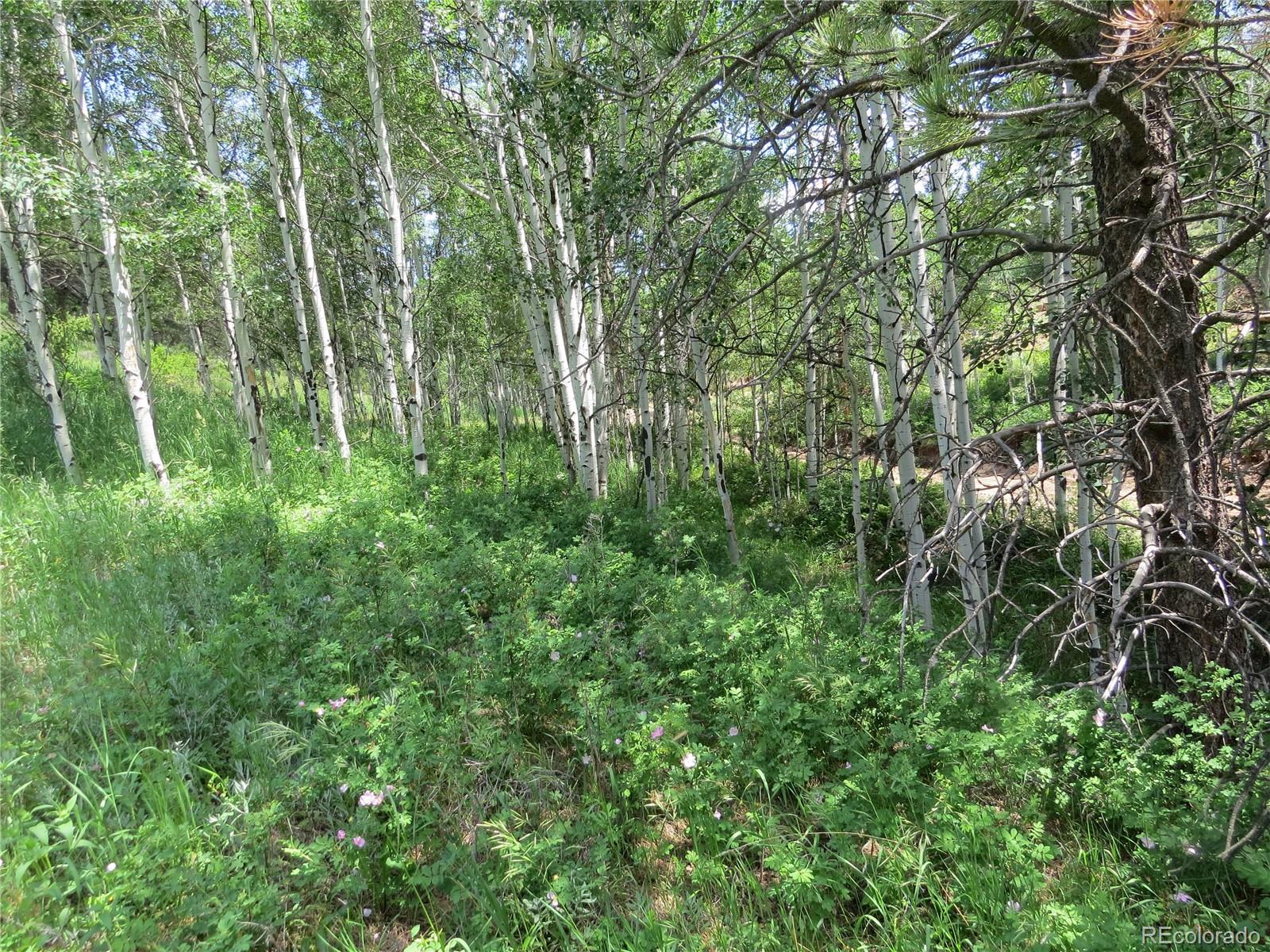 68 Stinky Gulch Road Nederland, CO 80466 - Photo 17 of 29 Gallery Image 17