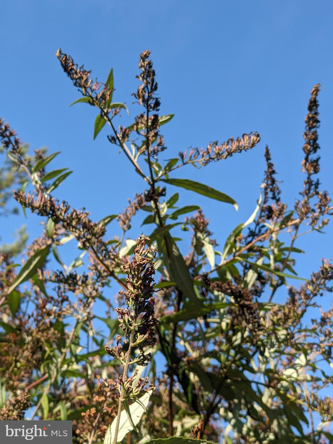 11222 Alton Road Frederick, MD 21701 - Photo 53 of 55 Butterfly Bush on drive for a flutter hello!