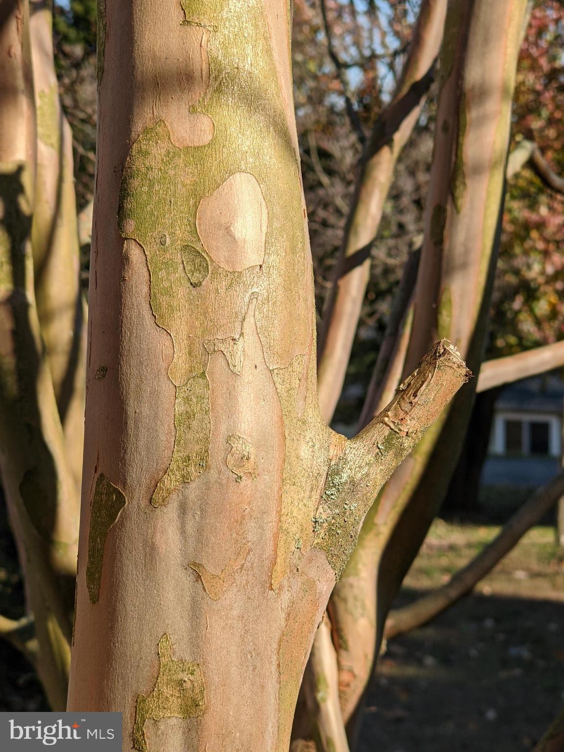 11222 Alton Road Frederick, MD 21701 - Photo 54 of 55 Crepe Myrtle graces the property w midsummer color