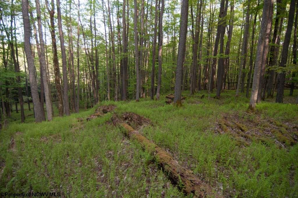37 Bobcat Road Davis, WV 26260 - Photo 10 of 20 Gallery Image 10