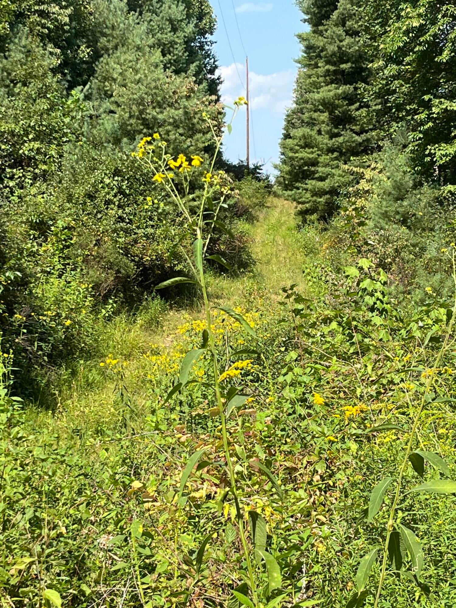 Lot 3 Ellison Ridge Road Jumping Branch, WV 25969 - Photo 4 of 6 Gallery Image 4