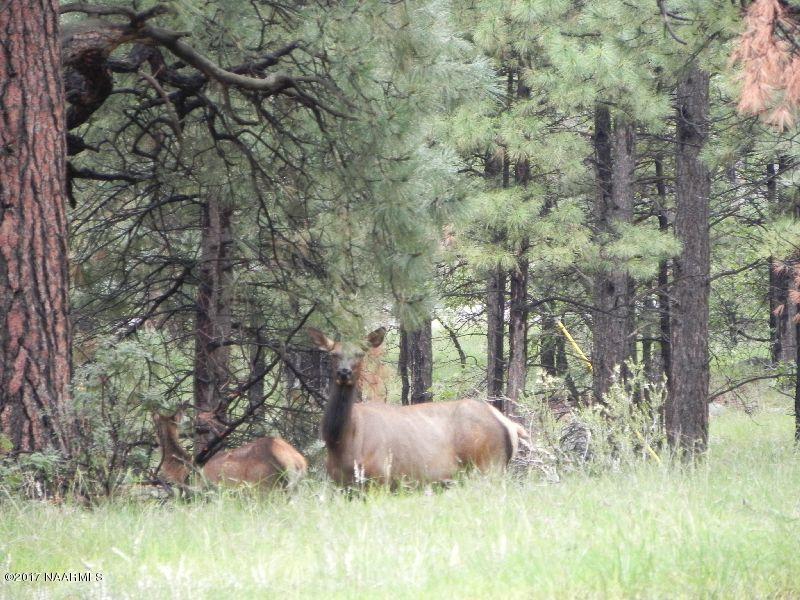6492 North Sanderson Pass Road Parks, AZ 86018 - Photo 39 of 42 elk 8262013 049