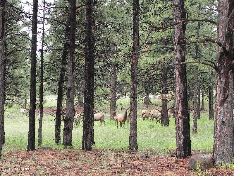6492 North Sanderson Pass Road Parks, AZ 86018 - Photo 40 of 42 elk 8262013 052