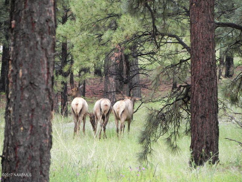6492 North Sanderson Pass Road Parks, AZ 86018 - Photo 41 of 42 elk 8262013 053