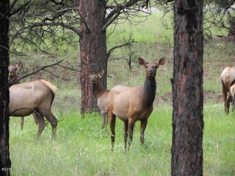 6492 North Sanderson Pass Road Parks, AZ 86018 - Photo 42 of 42 elk 8262013 054