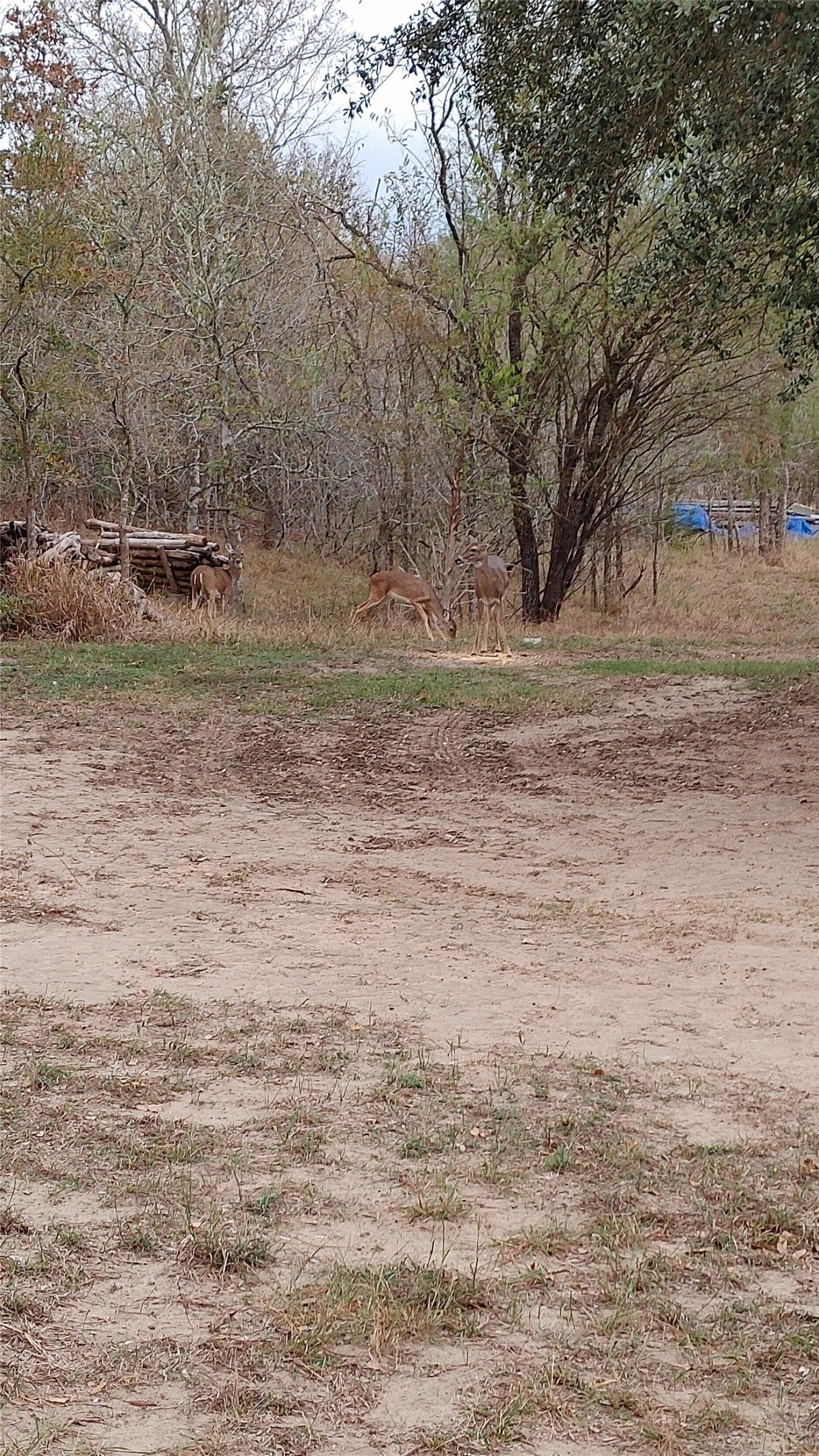 278 Country Way Road Smithville, TX 78957 - Photo 15 of 24 a view of dirt field with trees