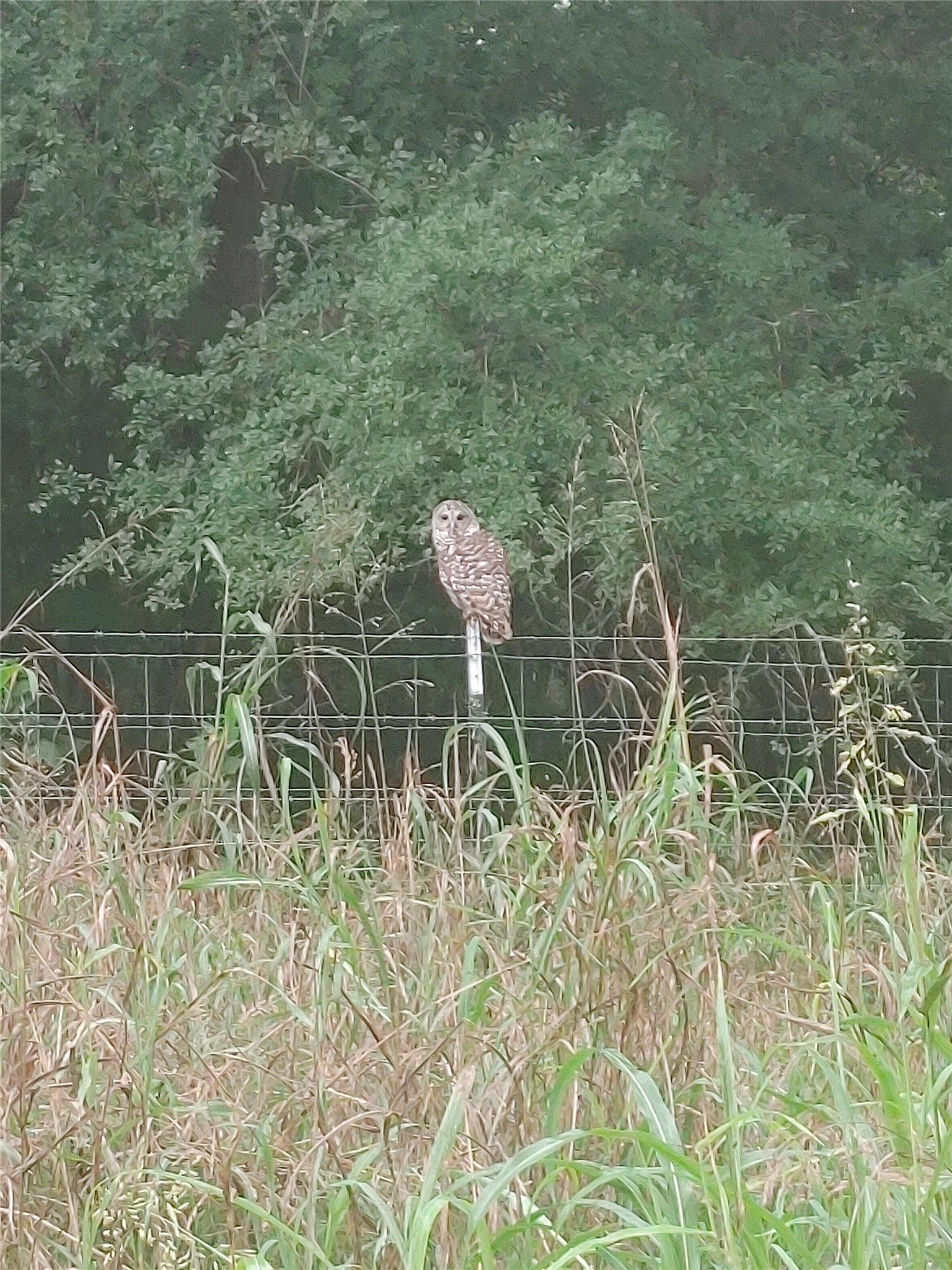 278 Country Way Road Smithville, TX 78957 - Photo 16 of 24 a close up of a plant in a garden