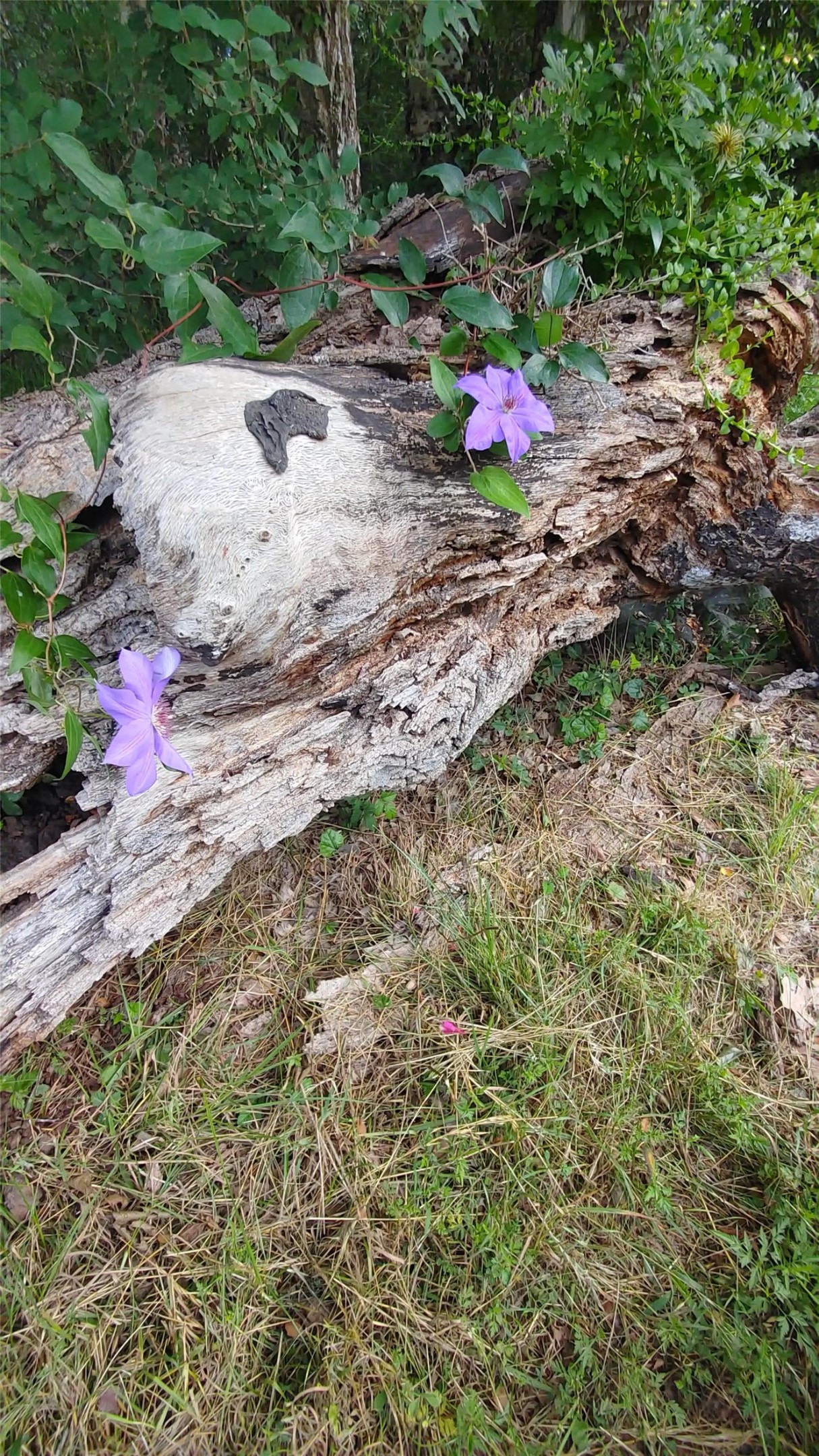 278 Country Way Road Smithville, TX 78957 - Photo 17 of 24