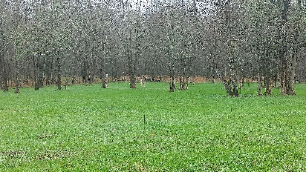 278 Country Way Road Smithville, TX 78957 - Photo 3 of 24 a view of a park with large trees