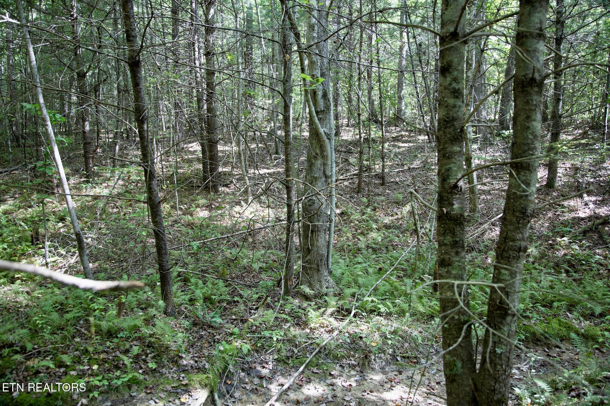 160 John Cox Road Deer Lodge, TN 37726 - Photo 8 of 17 DB_0012