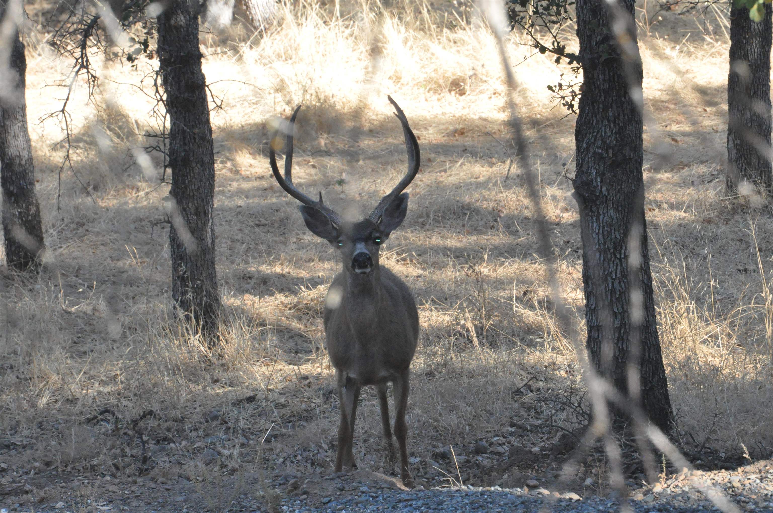 21455 Penneleme Road Red Bluff, CA 96080 - Photo 70 of 74 Gallery Image 70
