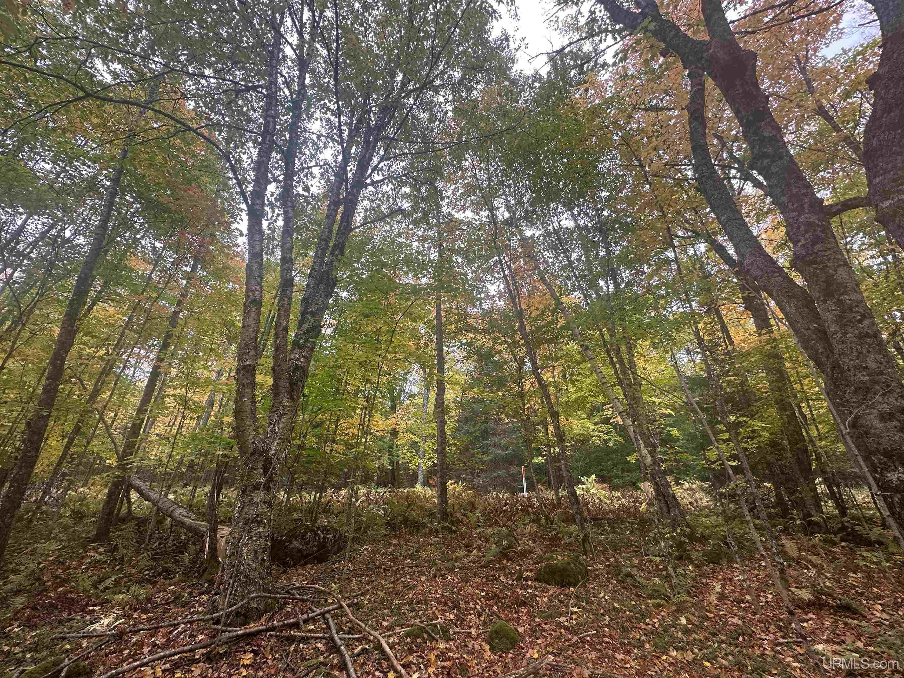 506 Red Road Michigamme, MI 49861 - Photo 7 of 21