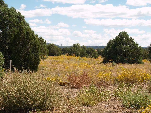 960 South Ridgeway Place, Unit 97 Show Low, AZ 85901 - Photo 4 of 5 Additional Photo