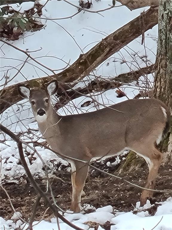 Lot 2 Baldwin Drive Lowgap, NC 27024 - Photo 34 of 38