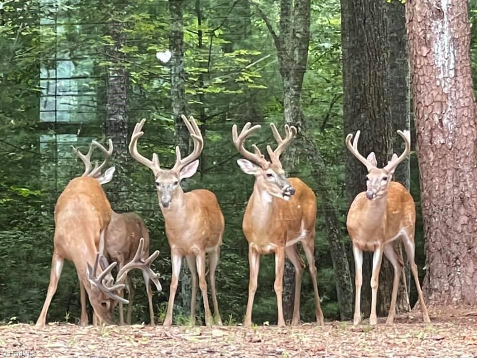 Lot 2 Baldwin Drive Lowgap, NC 27024 - Photo 36 of 38 Local wildlife