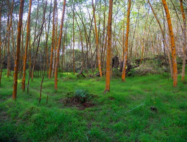 762 Waiakoa Road Kula, HI 96790 - Photo 12 of 21 a view of yard with a trees