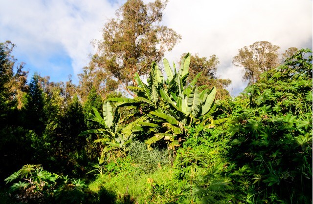 762 Waiakoa Road Kula, HI 96790 - Photo 18 of 21 a view of a bunch of trees