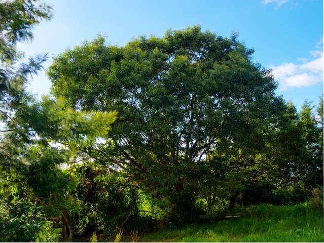 762 Waiakoa Road Kula, HI 96790 - Photo 2 of 21