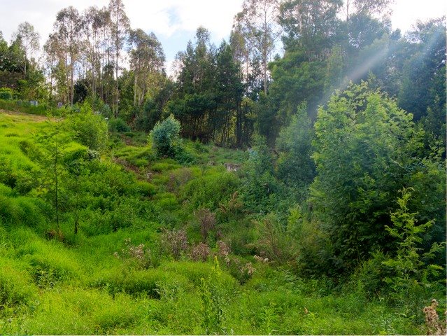 762 Waiakoa Road Kula, HI 96790 - Photo 3 of 21 a view of a lush green forest with trees and houses
