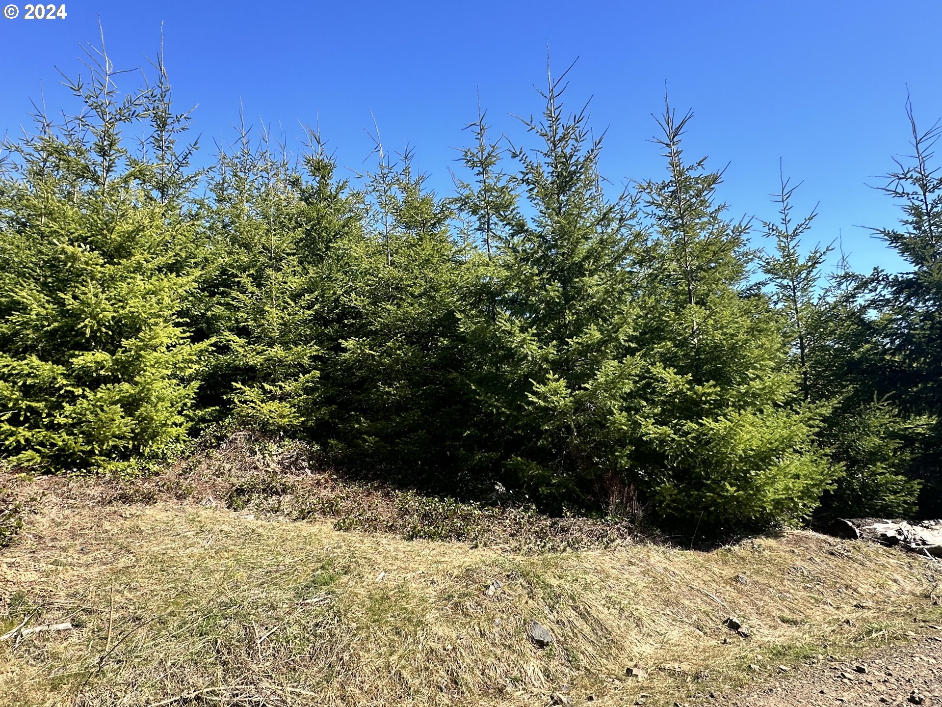 0 Northwest Greener Road North Plains, OR 97133 - Photo 5 of 7 Gallery Image 5