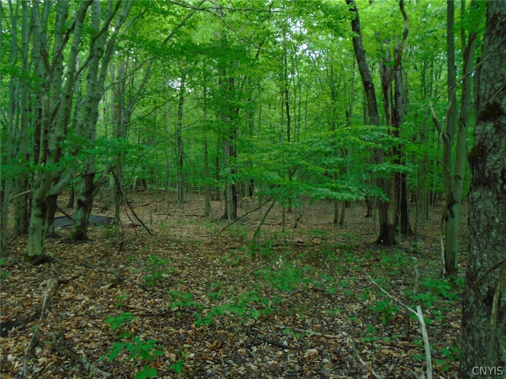 Lot A Pitcher Hill Road Pitcher, NY 13136 - Photo 5 of 13 Gallery Image 5