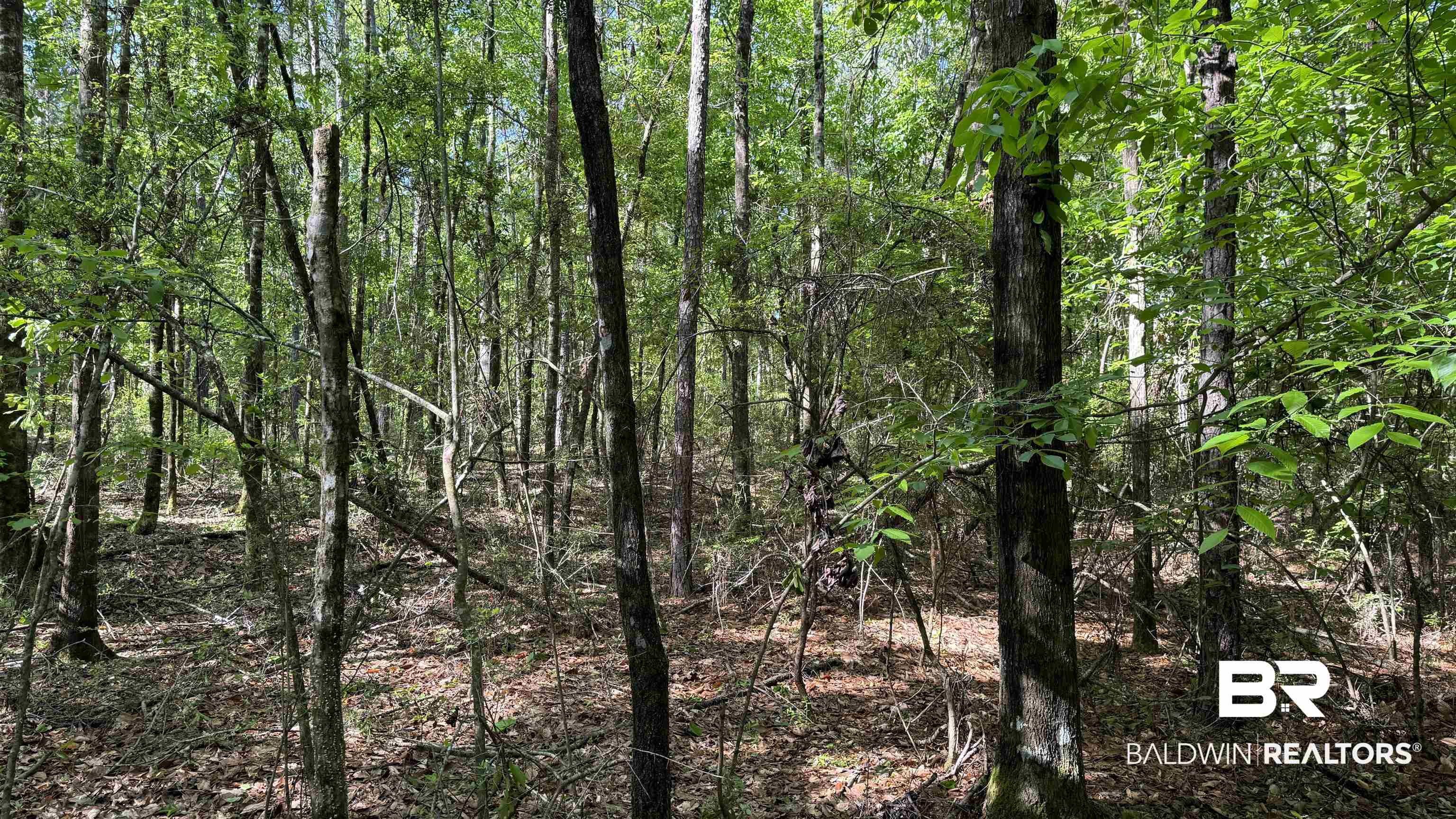 0 Eddie Jackson Road Brewton, AL 36426 - Photo 7 of 18