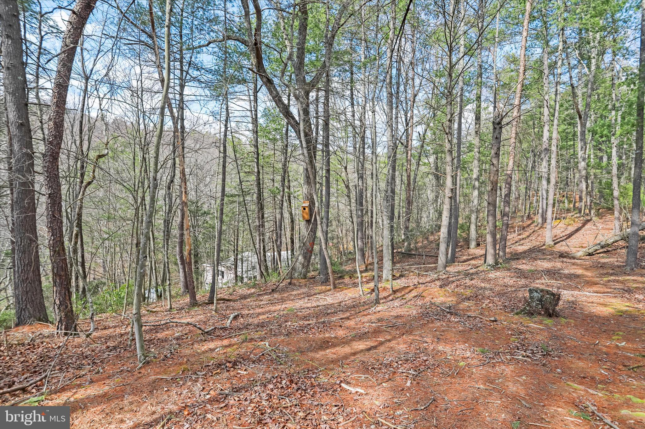 3699 Waites Run Road Wardensville, WV 26851 - Photo 18 of 43 3.8 Acres